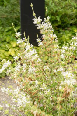 Saint Gallen, İsviçre, 23 Haziran 2024 Salvia Argentea veya botanik bahçesindeki gümüş clary bitkisi