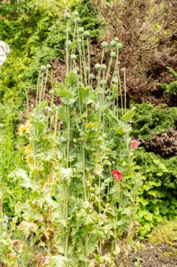 Saint Gallen, Switzerland, June 23, 2024 Papaver Glaucum or turkish tulip plant at the botanical garden clipart