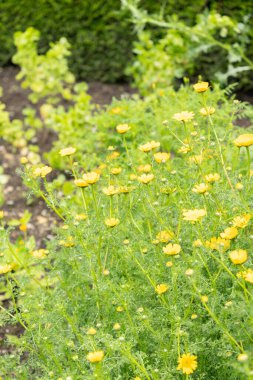 Saint Gallen, İsviçre, 23 Haziran 2024 Anacyclus Radiatus bitkisi botanik bahçesinde.