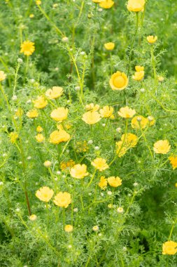 Saint Gallen, İsviçre, 23 Haziran 2024 Anacyclus Radiatus bitkisi botanik bahçesinde.