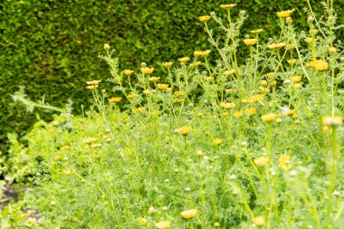 Saint Gallen, İsviçre, 23 Haziran 2024 Anacyclus Radiatus bitkisi botanik bahçesinde.