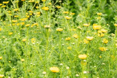 Saint Gallen, İsviçre, 23 Haziran 2024 Anacyclus Radiatus bitkisi botanik bahçesinde.