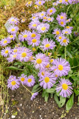 Saint Gallen, İsviçre, 23 Haziran 2024 Erigeron Speciosus veya botanik bahçesindeki apen pire bitkisi