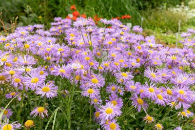 Saint Gallen, İsviçre, 23 Haziran 2024 Erigeron Speciosus veya botanik bahçesindeki apen pire bitkisi