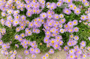 Saint Gallen, İsviçre, 23 Haziran 2024 Erigeron Speciosus veya botanik bahçesindeki apen pire bitkisi