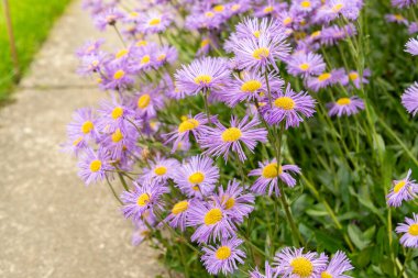 Saint Gallen, İsviçre, 23 Haziran 2024 Erigeron Speciosus veya botanik bahçesindeki apen pire bitkisi