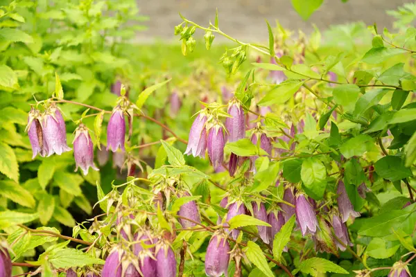 stock image Saint Gallen, Switzerland, June 23, 2024 Campanula Takesimana or korean bell flower at the botanical garden