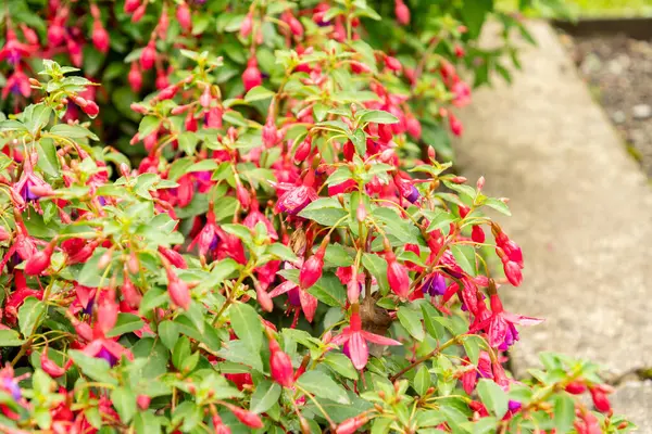 stock image Saint Gallen, Switzerland, June 23, 2024 Fuchsia hybrid plant at the botanical garden