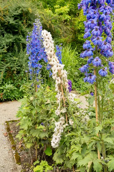 Saint Gallen, İsviçre, 23 Haziran 2024 Delphinium Melez Fabrikası Botanik Bahçesi