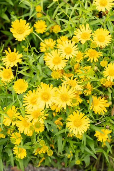 stock image Saint Gallen, Switzerland, June 23, 2024 Buphthalmum Salicifolium or ox eye plant at the botanical garden