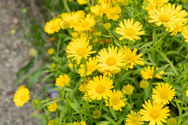 Saint Gallen, İsviçre, 23 Haziran 2024 Buftalmum Salicifolium veya botanik bahçesindeki öküz gözü bitkisi