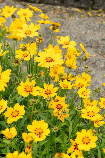 Saint Gallen, İsviçre, 23 Haziran 2024 Coreopsis Lanceolata veya botanik bahçesindeki lanceleaf gıdıklama bitkisi