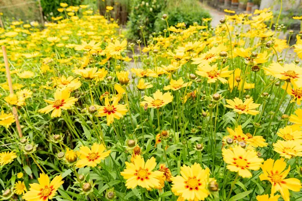 stock image Saint Gallen, Switzerland, June 23, 2024 Coreopsis Lanceolata or lanceleaf tickseed plant at the botanical garden