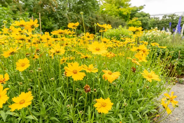 stock image Saint Gallen, Switzerland, June 23, 2024 Coreopsis Lanceolata or lanceleaf tickseed plant at the botanical garden