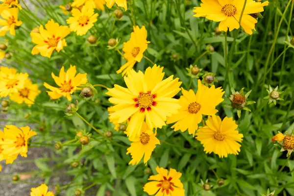 stock image Saint Gallen, Switzerland, June 23, 2024 Coreopsis Lanceolata or lanceleaf tickseed plant at the botanical garden