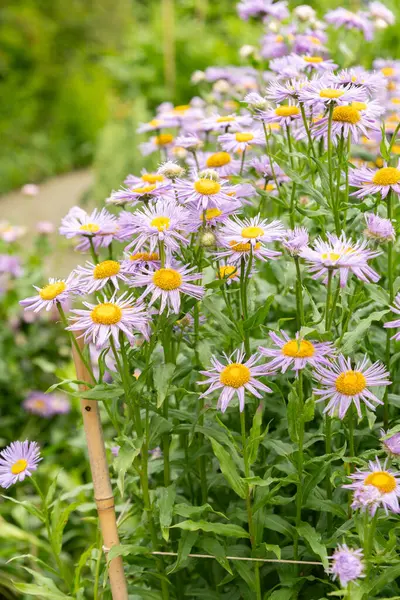 stock image Saint Gallen, Switzerland, June 23, 2024 Erigeron Speciosus or aspen fleabane plant at the botanical garden