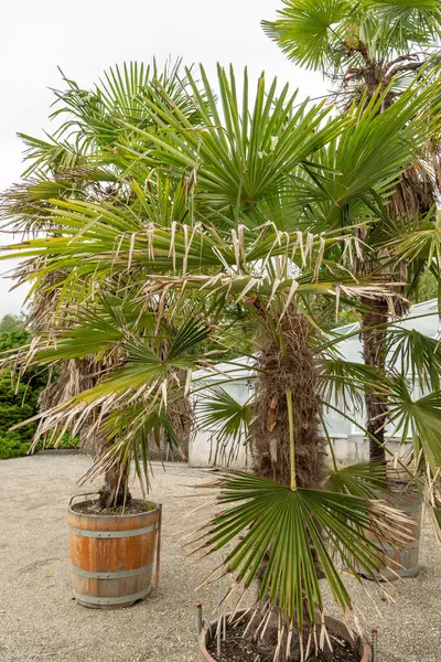 stock image Saint Gallen, Switzerland, June 23, 2024 Trachycarpus Fortunei or chinese windmill palm at the botanical garden