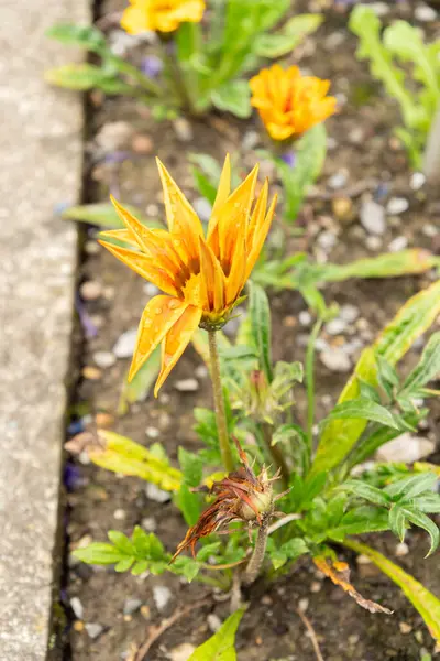 stock image Saint Gallen, Switzerland, June 23, 2024 Gazania Hybrid plant at the botanical garden