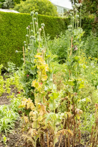 stock image Saint Gallen, Switzerland, June 23, 2024 Papaver Glaucum or turkish tulip plant at the botanical garden