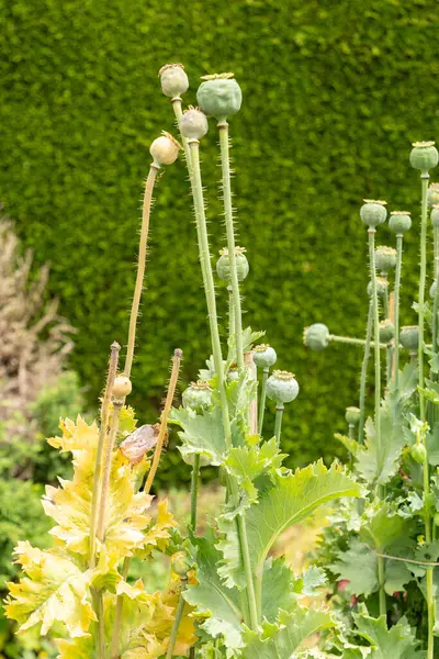 stock image Saint Gallen, Switzerland, June 23, 2024 Papaver Glaucum or turkish tulip plant at the botanical garden