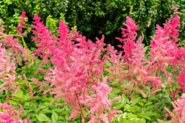 Saint Gallen, İsviçre, 14 Temmuz 2024 Astilbe Japonica veya botanik bahçesindeki sahte sakal ekimi