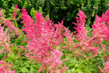 Saint Gallen, İsviçre, 14 Temmuz 2024 Astilbe Japonica veya botanik bahçesindeki sahte sakal ekimi