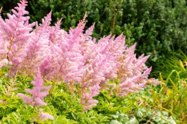 Saint Gallen, İsviçre, 14 Temmuz 2024 Astilbe Japonica veya botanik bahçesindeki sahte sakal ekimi