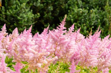 Saint Gallen, İsviçre, 14 Temmuz 2024 Astilbe Japonica veya botanik bahçesindeki sahte sakal ekimi