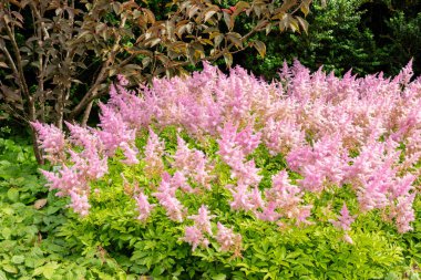 Saint Gallen, İsviçre, 14 Temmuz 2024 Astilbe Japonica veya botanik bahçesindeki sahte sakal ekimi