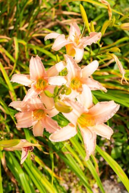 Saint Gallen, İsviçre, 14 Temmuz 2024 Hemerocallis Lüks Dantel bitkisi botanik bahçesinde.