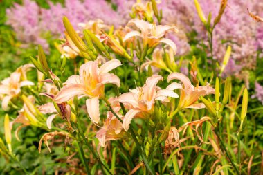 Saint Gallen, İsviçre, 14 Temmuz 2024 Hemerocallis Lüks Dantel bitkisi botanik bahçesinde.