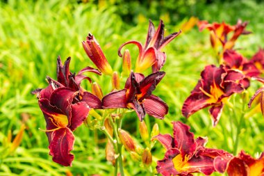 Saint Gallen, İsviçre, 14 Temmuz 2024 Hemerocallis Ed Murray bitkisi botanik bahçesinde