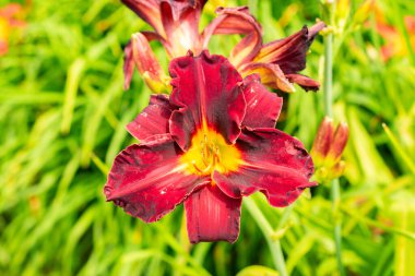 Saint Gallen, İsviçre, 14 Temmuz 2024 Hemerocallis Ed Murray bitkisi botanik bahçesinde