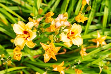 Saint Gallen, İsviçre, 14 Temmuz 2024 Hemerocallis Yaban Arısı Bitkisi Botanik Bahçesi