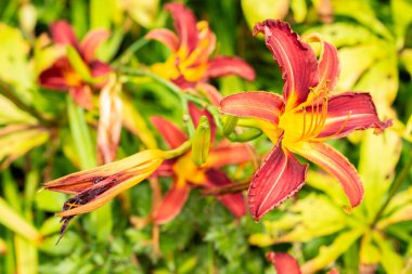 Saint Gallen, İsviçre, 14 Temmuz 2024 Hemerocallis mor adaçayı bitkisi botanik bahçesinde