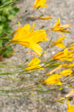 Saint Gallen, Switzerland, July 14, 2024 Hemerocallis Corky plant at the botanical garden clipart