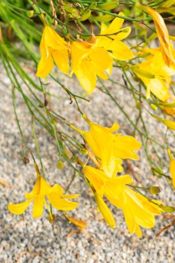 Saint Gallen, Switzerland, July 14, 2024 Hemerocallis Corky plant at the botanical garden clipart