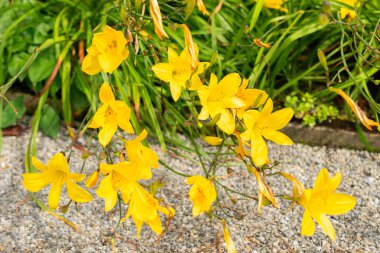 Saint Gallen, Switzerland, July 14, 2024 Hemerocallis Corky plant at the botanical garden clipart