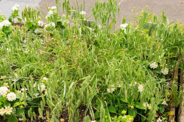 Saint Gallen, İsviçre, 14 Temmuz 2024 Bromus Squarrosus veya botanik bahçesindeki pürüzlü süpürge fabrikası
