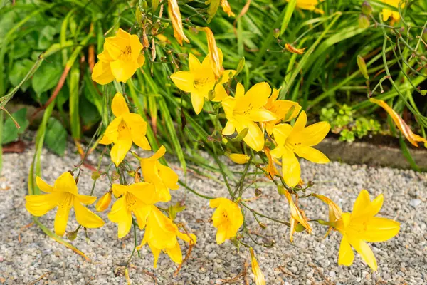 stock image Saint Gallen, Switzerland, July 14, 2024 Hemerocallis Corky plant at the botanical garden