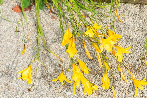 stock image Saint Gallen, Switzerland, July 14, 2024 Hemerocallis Corky plant at the botanical garden