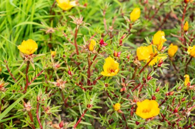 Saint Gallen, İsviçre, 14 Temmuz 2024 Portekiz Grandiflora veya Meksika gülü botanik bahçesinde