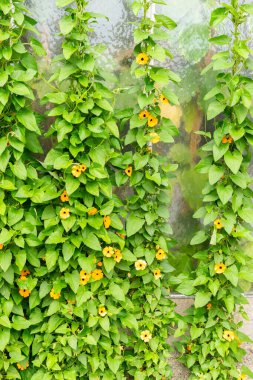 Saint Gallen, İsviçre, 14 Temmuz 2024 Thunbergia Alata veya botanik bahçesindeki siyah gözlü susan asması bitkisi