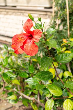 Saint Gallen, İsviçre, 14 Temmuz 2024 Hibiscus Rosa Sinensis veya botanik bahçesindeki Çin bitkisi