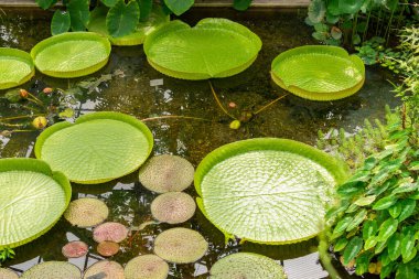 Saint Gallen, İsviçre, 14 Temmuz 2024 Victoria Cruziana veya botanik bahçesindeki Santa Cruz nilüfer çiçeği bitkisi