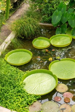 Saint Gallen, İsviçre, 14 Temmuz 2024 Victoria Cruziana veya botanik bahçesindeki Santa Cruz nilüfer çiçeği bitkisi