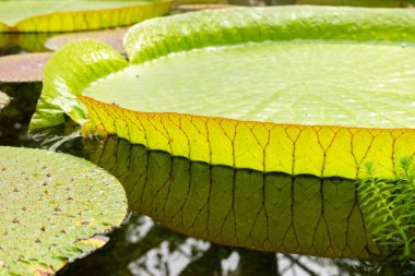 Saint Gallen, İsviçre, 14 Temmuz 2024 Victoria Cruziana veya botanik bahçesindeki Santa Cruz nilüfer çiçeği bitkisi