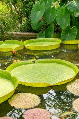 Saint Gallen, İsviçre, 14 Temmuz 2024 Victoria Cruziana veya botanik bahçesindeki Santa Cruz nilüfer çiçeği bitkisi