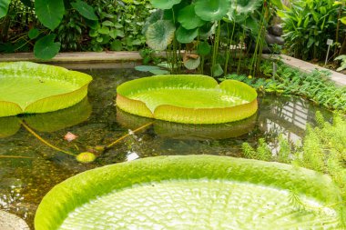 Saint Gallen, Switzerland, July 14, 2024 Victoria Cruziana or santa cruz water lily plant at the botanical garden clipart