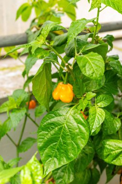 Saint Gallen, İsviçre, 14 Temmuz 2024 Capsicum Çin Fabrikası Botanik Bahçesi